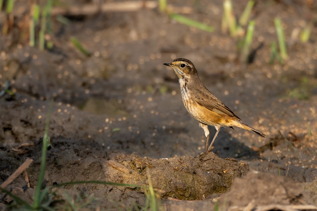 藍喉鴝 - ML652688838