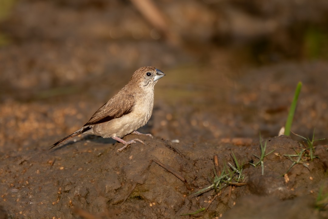 白喉文鳥 - ML652688839