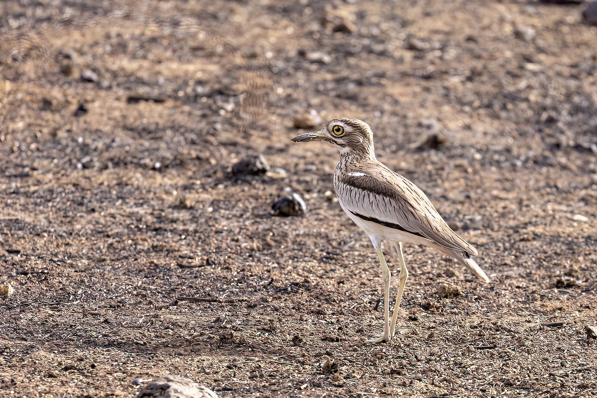 Oedicnème du Sénégal - ML652688840