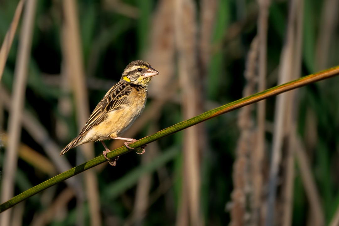 Black-breasted Weaver - ML652688846