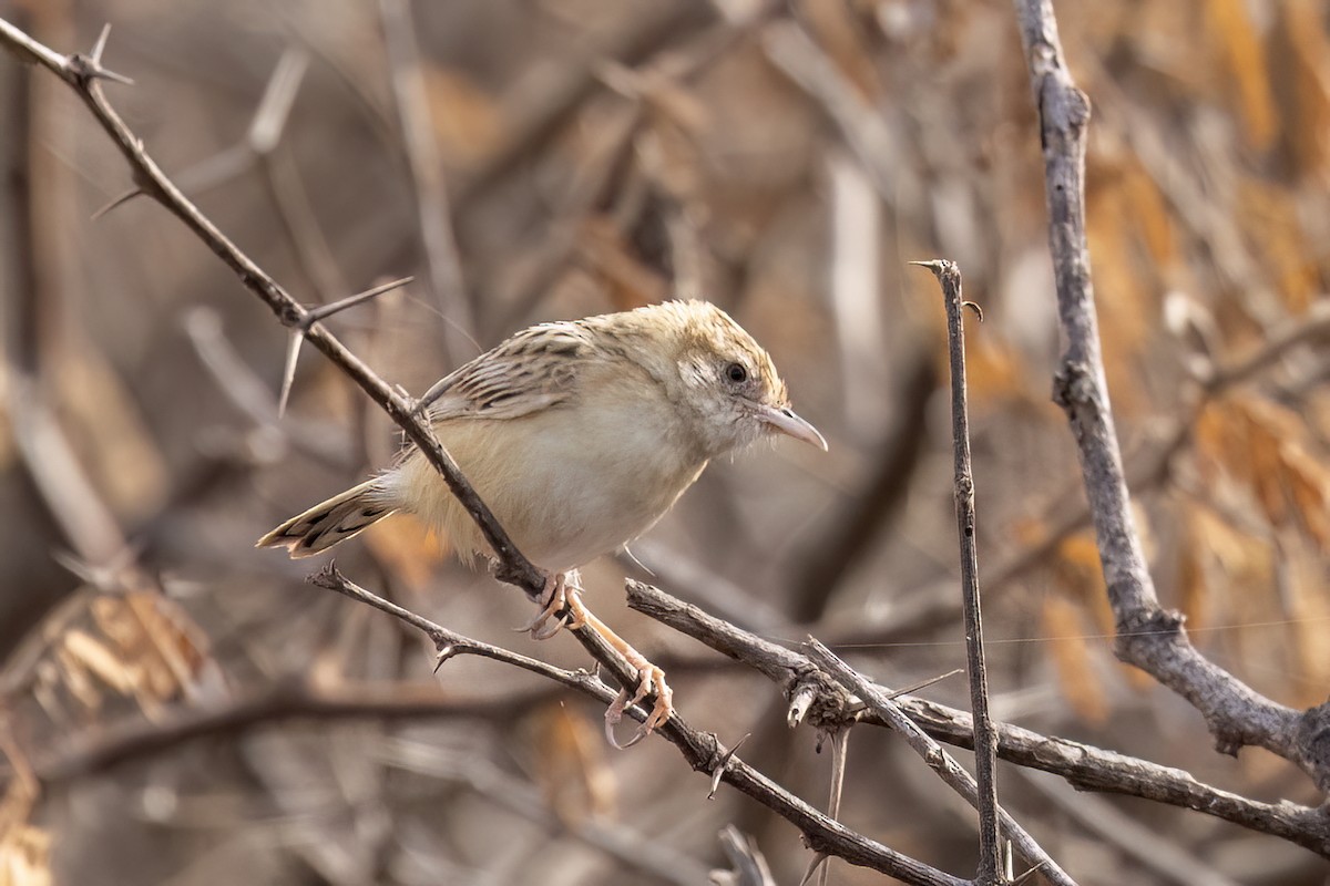 Cisticole des joncs (terrestris/uropygialis) - ML652688929
