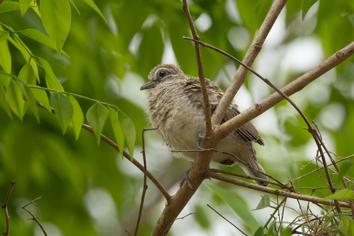 Zebra Dove - ML652688969