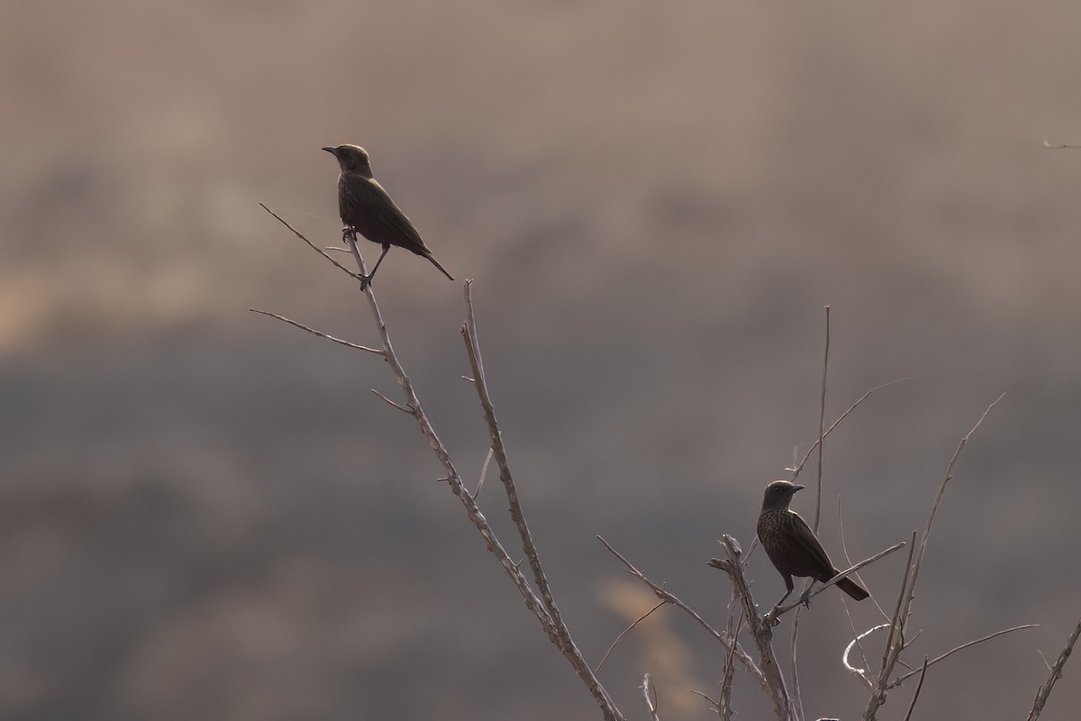 Traquet brun - ML652688982