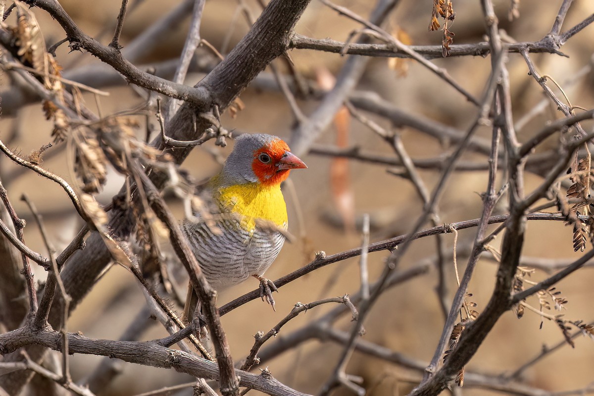 Beaumarquet melba - ML652688990