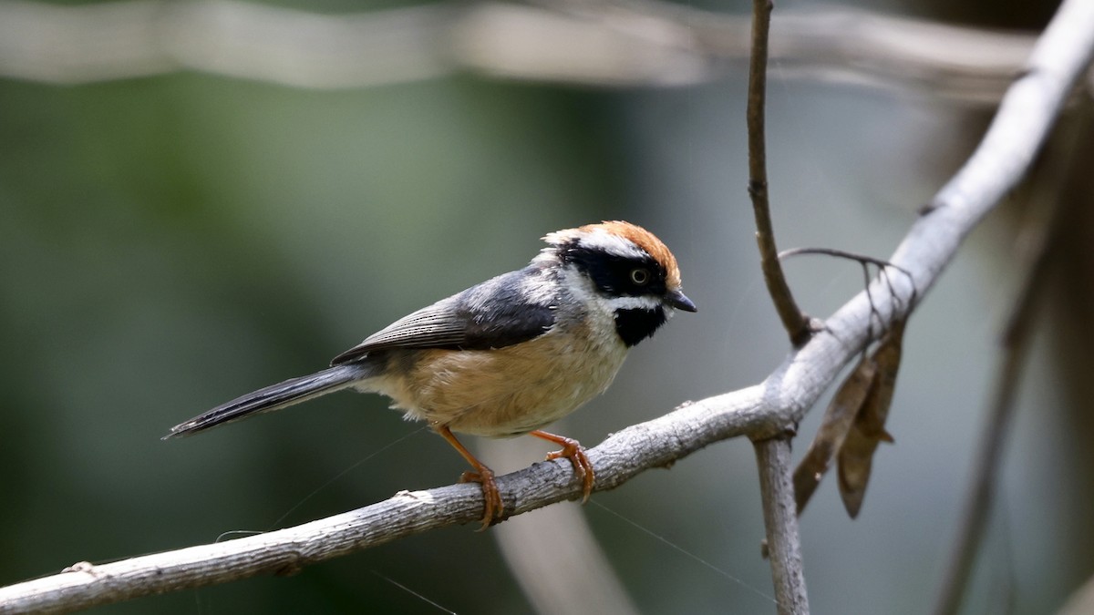 Black-throated Tit (Red-headed) - Claudi Racionero