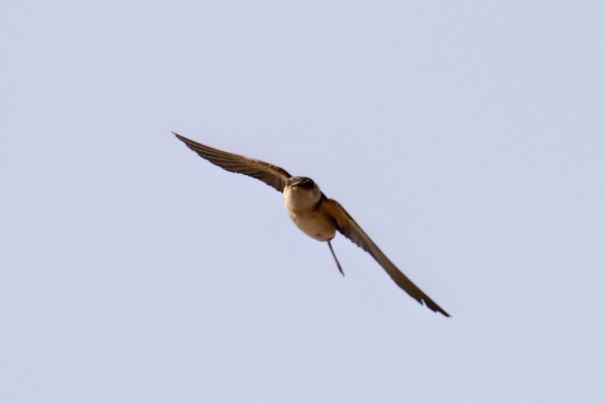 Hirondelle de Rüppell (domicella) - ML652689125