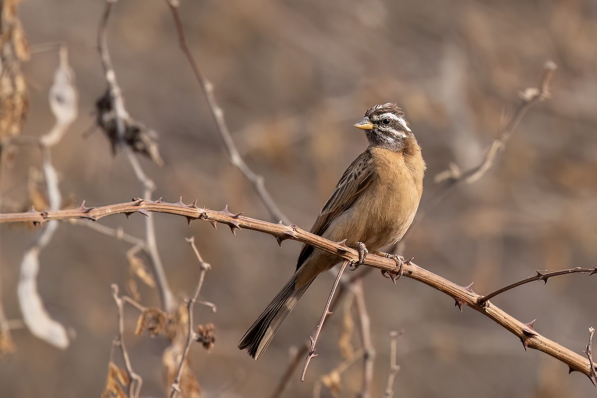 Bruant de Gosling - ML652689180