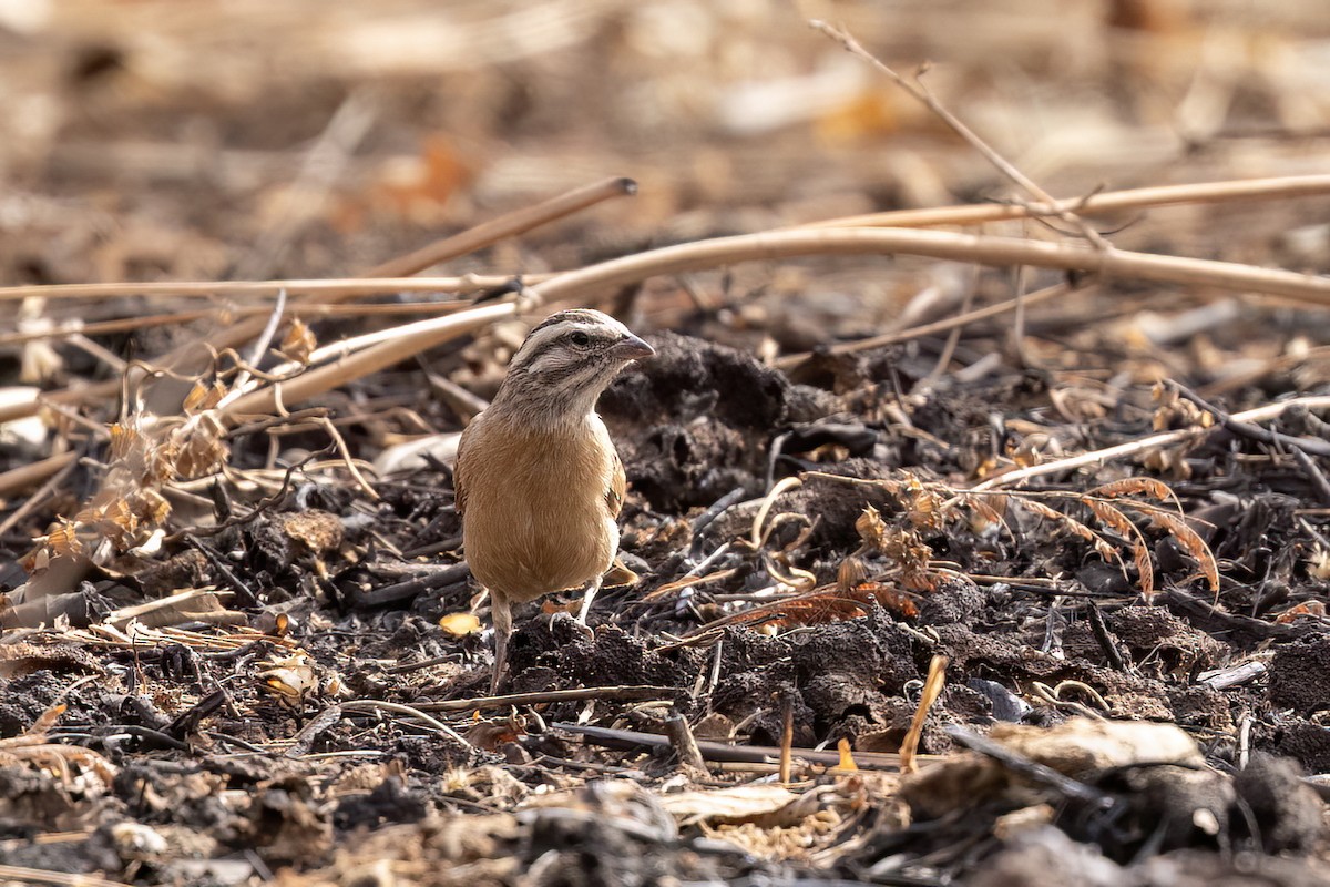 Bruant de Gosling - ML652689181