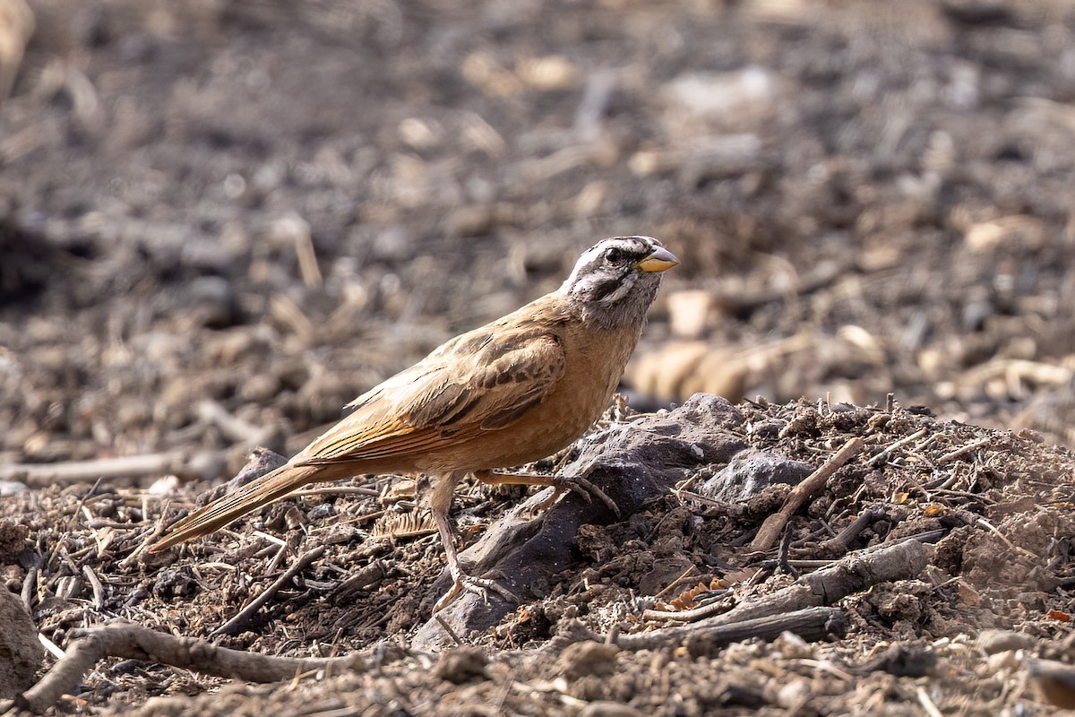 Bruant de Gosling - ML652689182