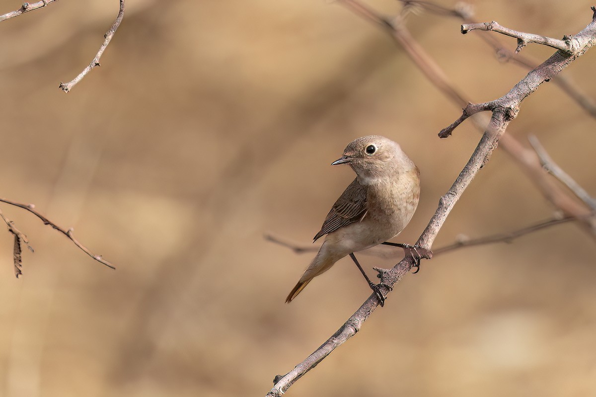 Rougequeue à front blanc (phoenicurus) - ML652689193