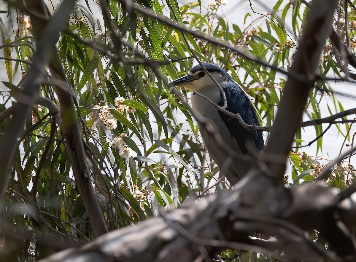 Ногоовор зашин - ML652689195