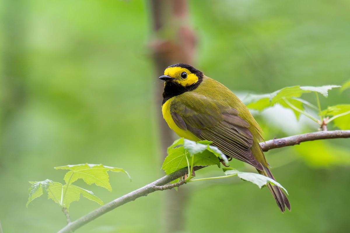 Hooded Warbler - ML652689327