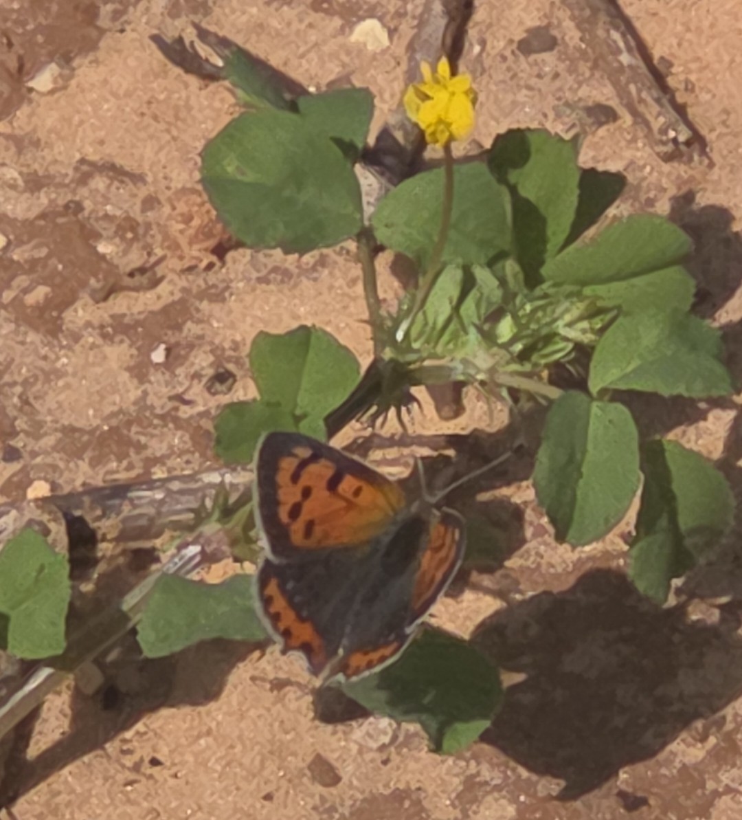 Kleiner Feuerfalter - ML652689363