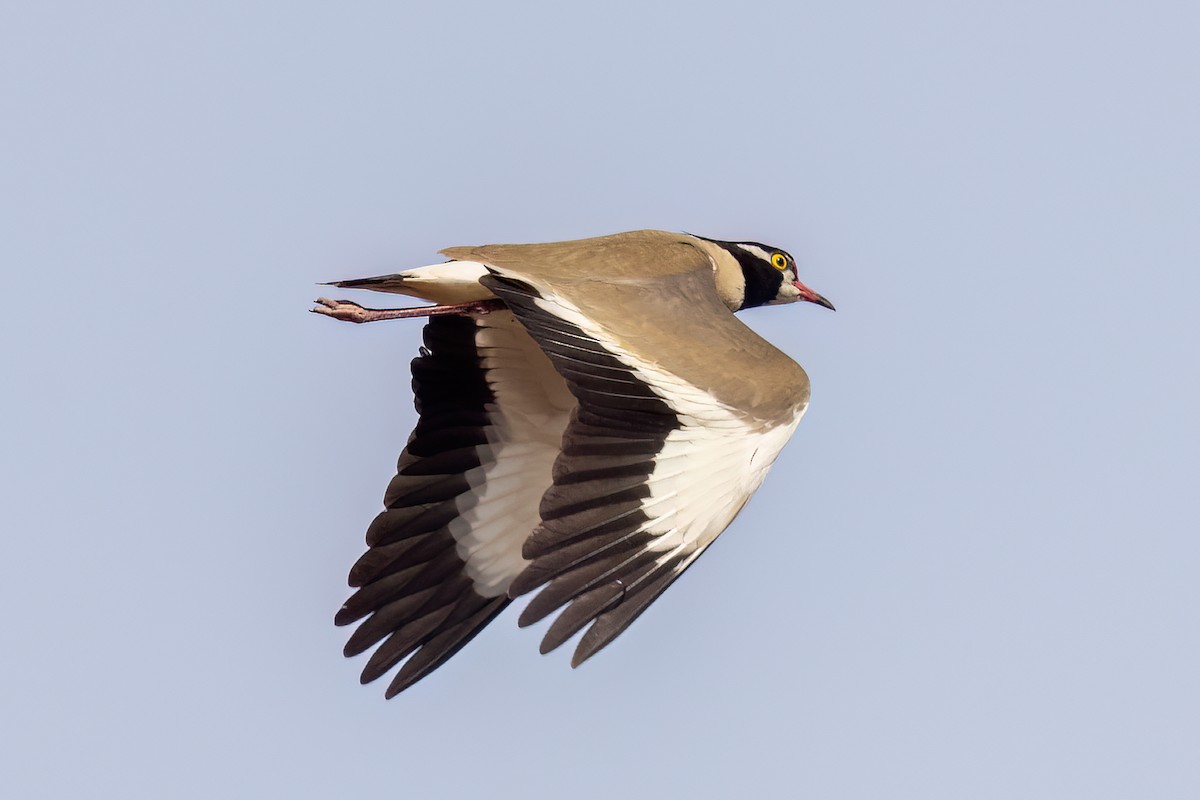 Vanneau à tête noire - ML652689438