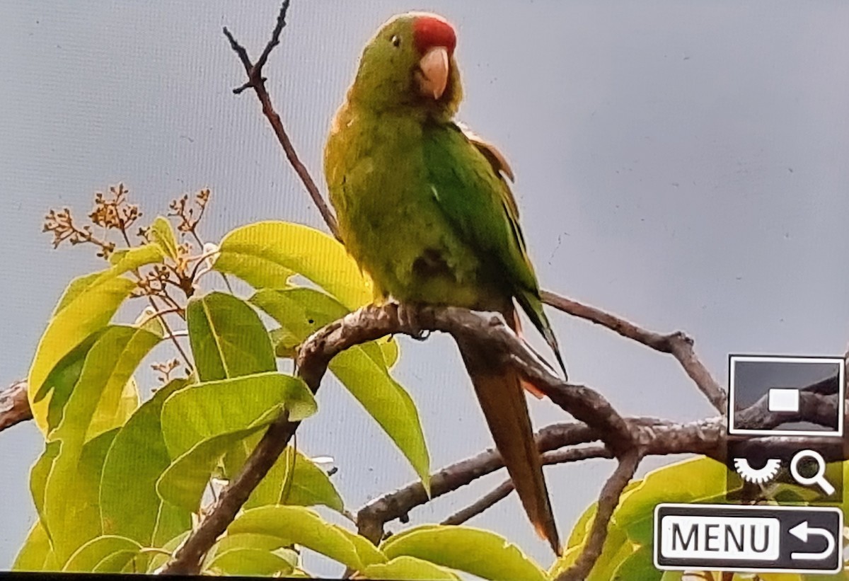 aratinga červenočelý - ML652689460