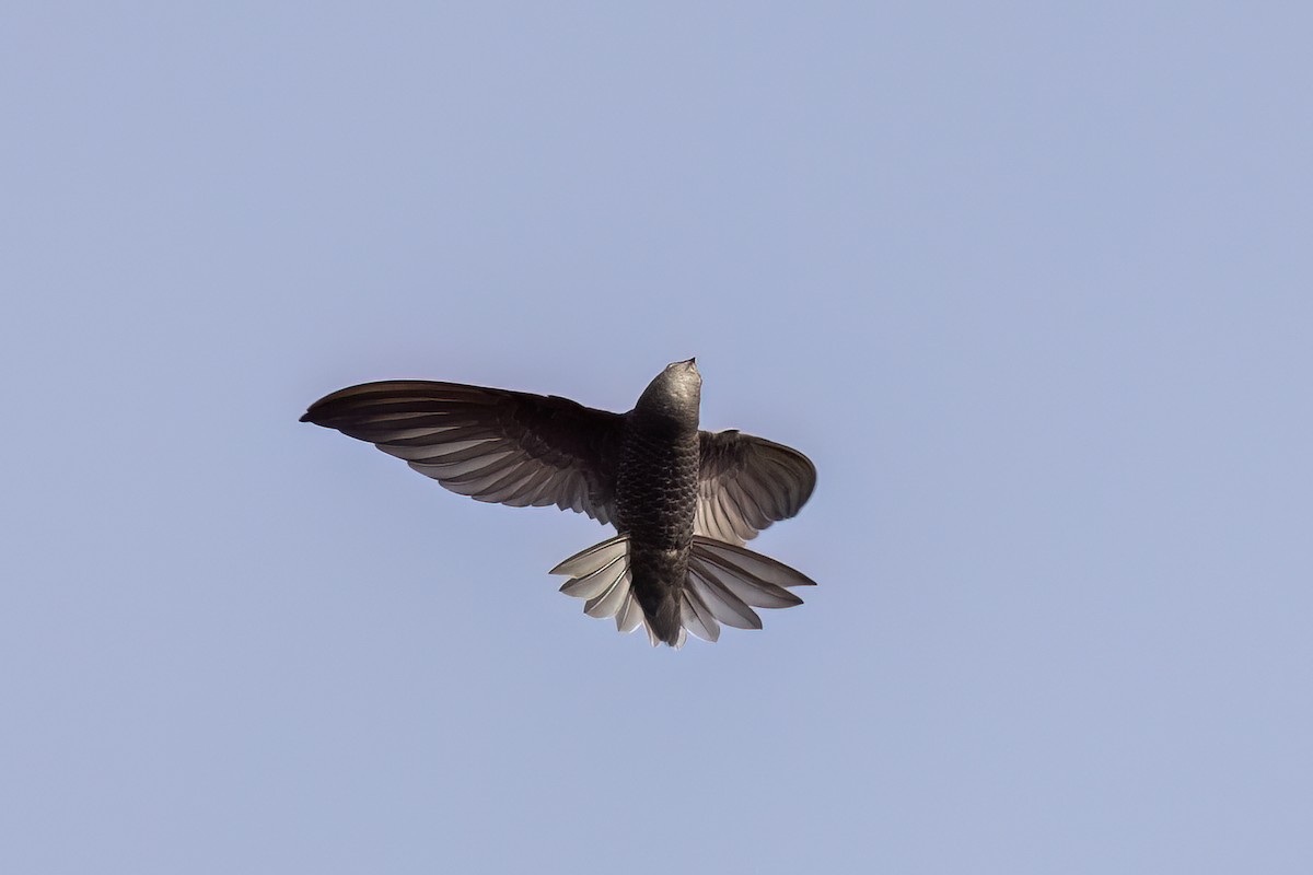 Martinet noir - ML652689464