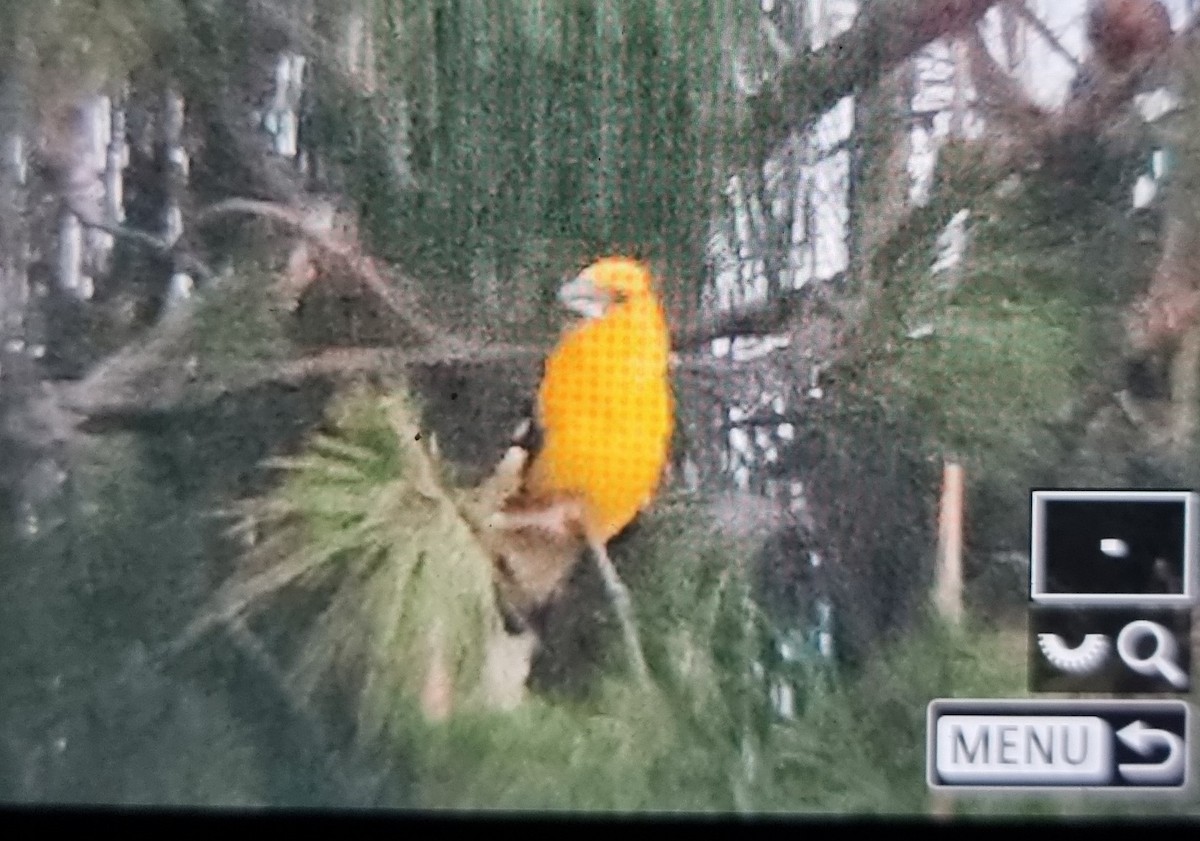 Golden Grosbeak - ML652689578