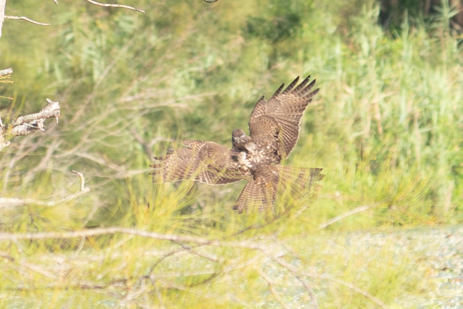 Brown Goshawk - ML652689579