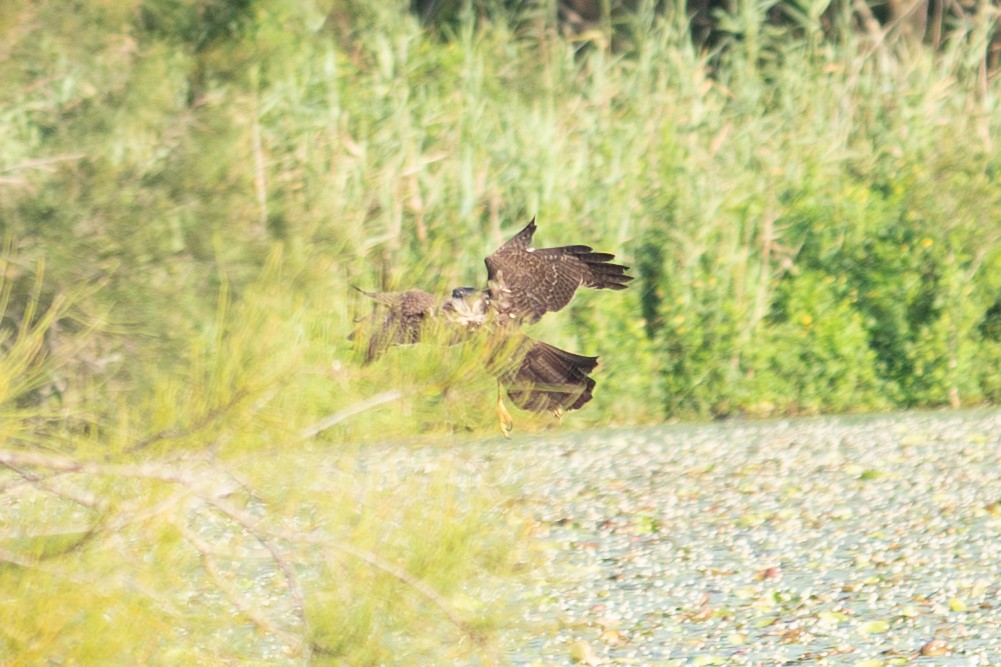 Brown Goshawk - ML652689580