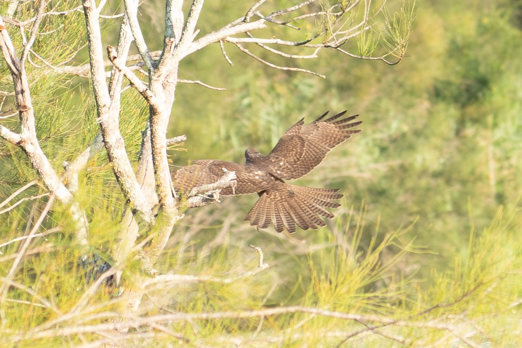Brown Goshawk - ML652689581