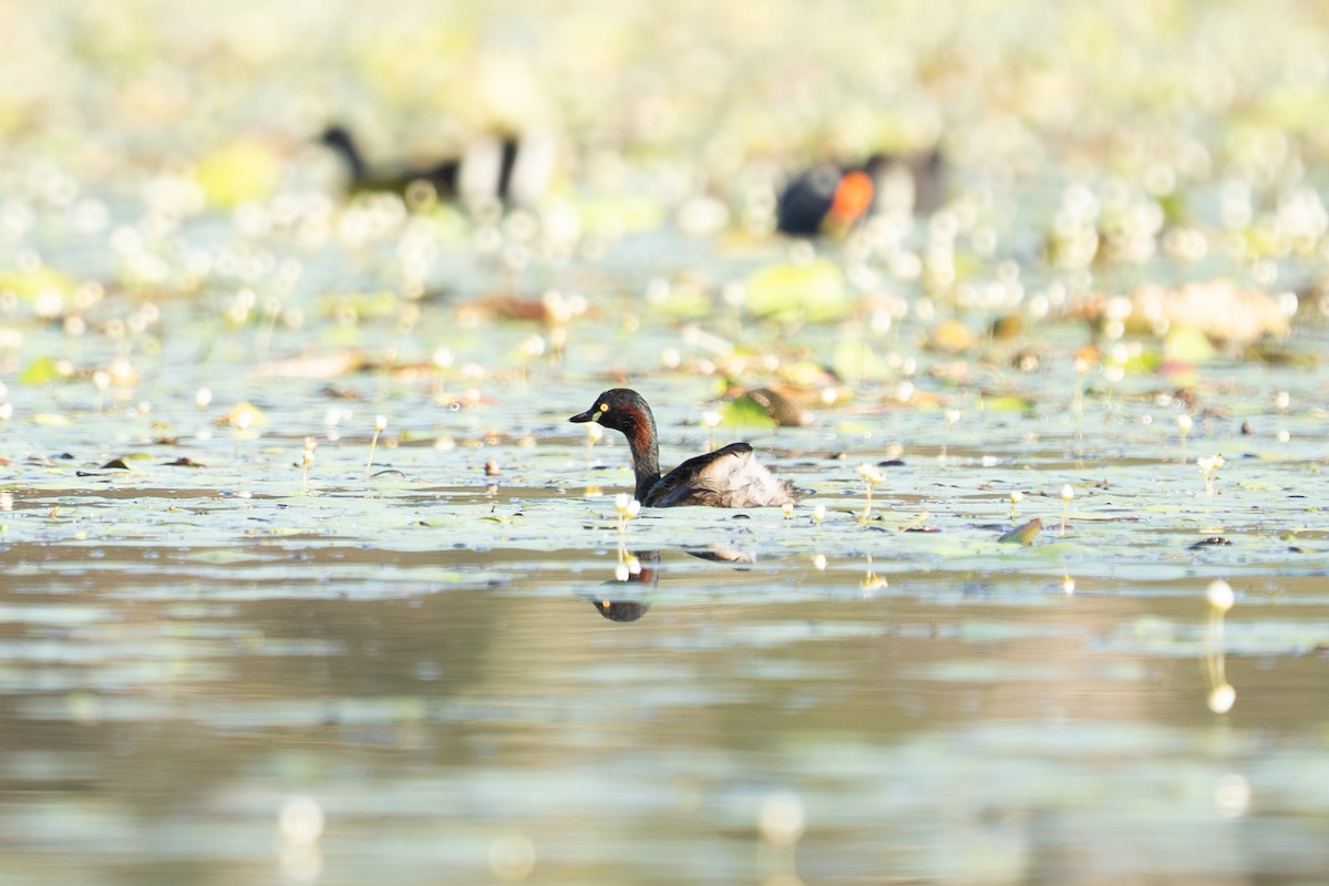 Australasian Grebe - ML652689587
