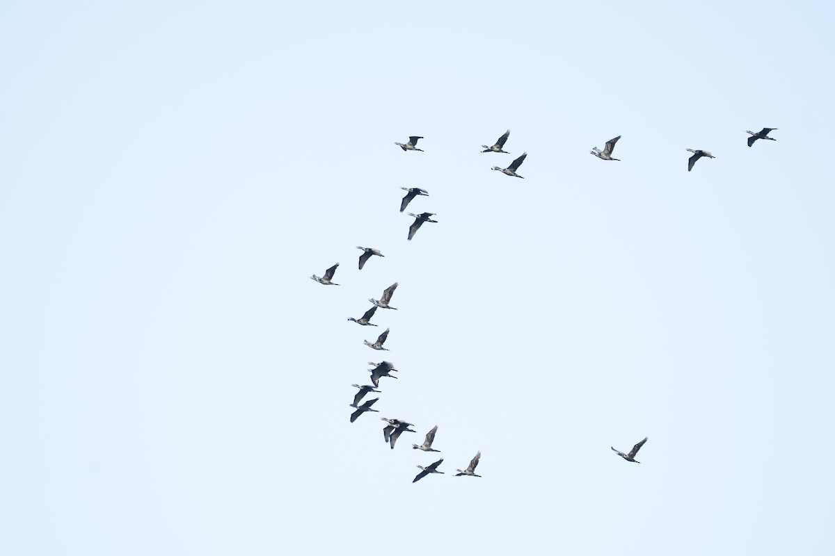 Little Black Cormorant - ML652689588