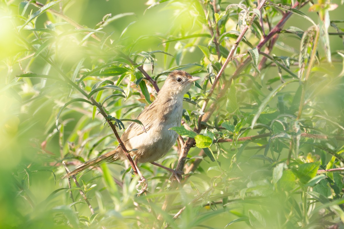 Tawny Grassbird - ML652689595