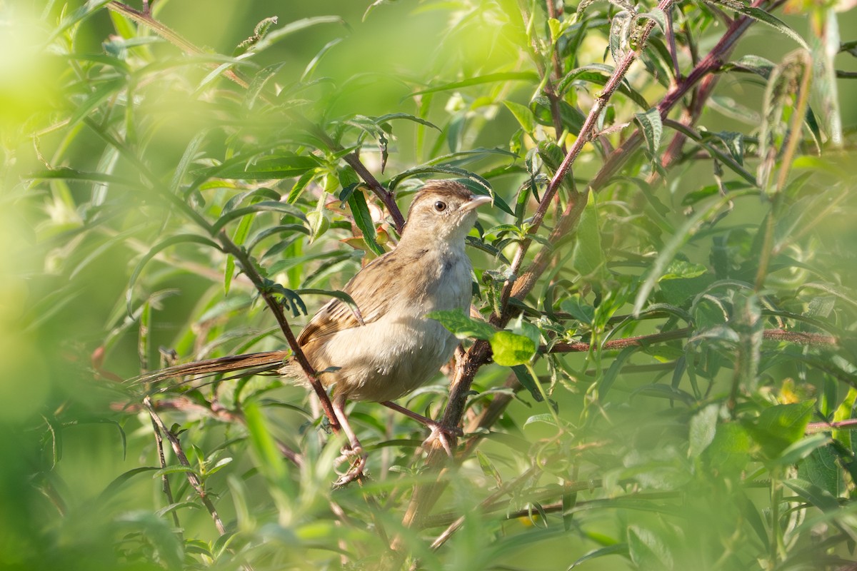 Tawny Grassbird - ML652689596