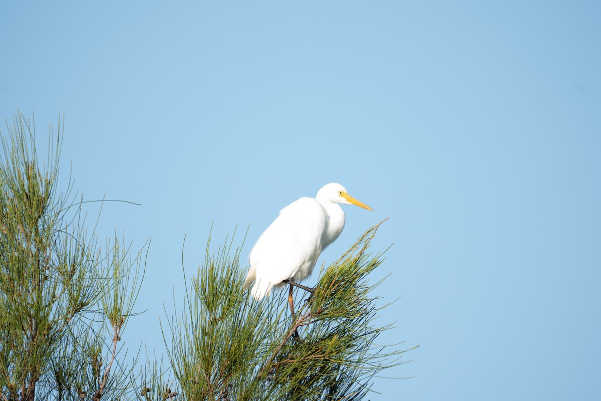Plumed Egret - ML652689608