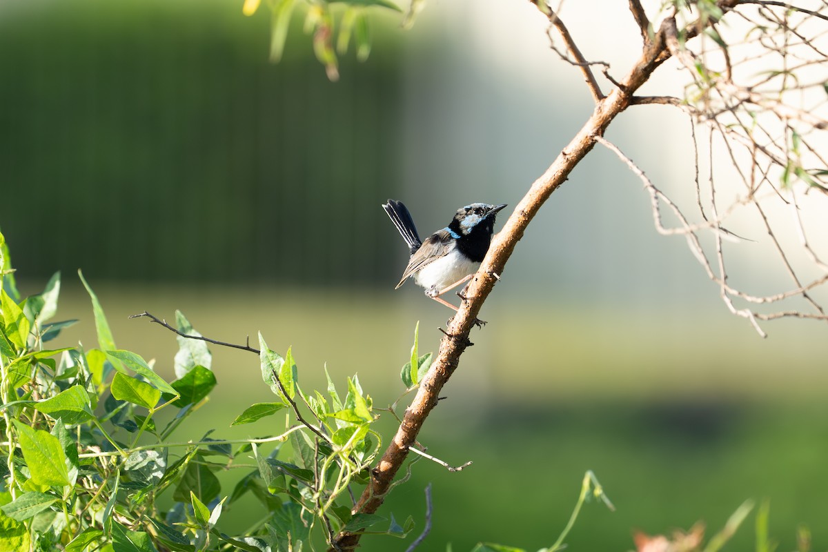Superb Fairywren - ML652689610