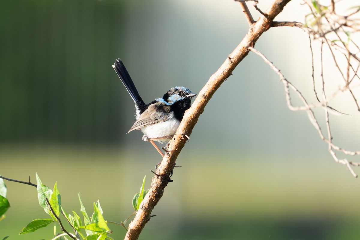 Superb Fairywren - ML652689612