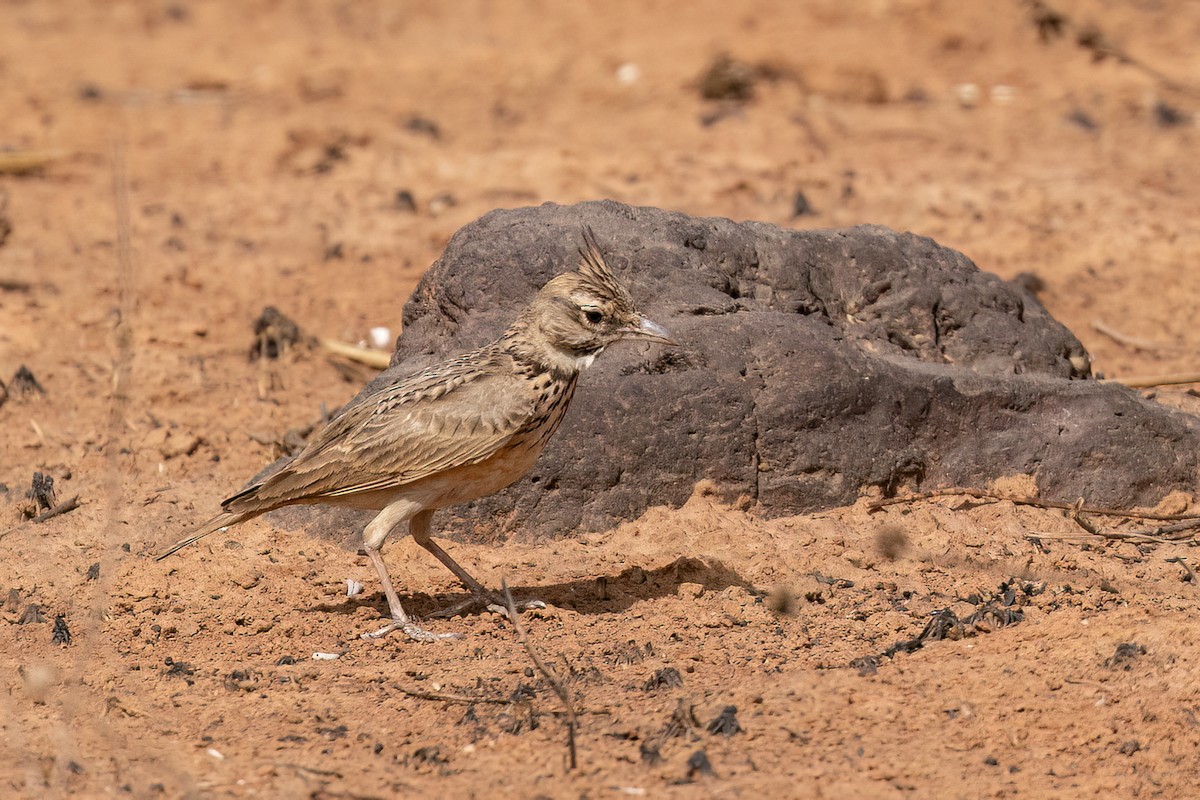 Cochevis huppé (groupe cristata) - ML652689614
