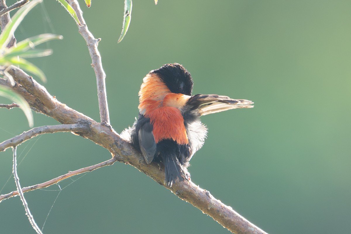 Red-backed Fairywren - ML652689615