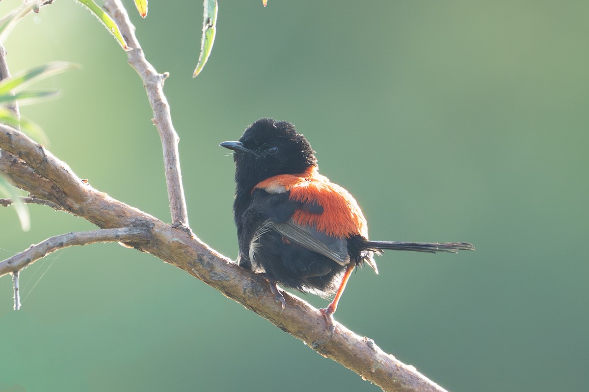 Red-backed Fairywren - ML652689616