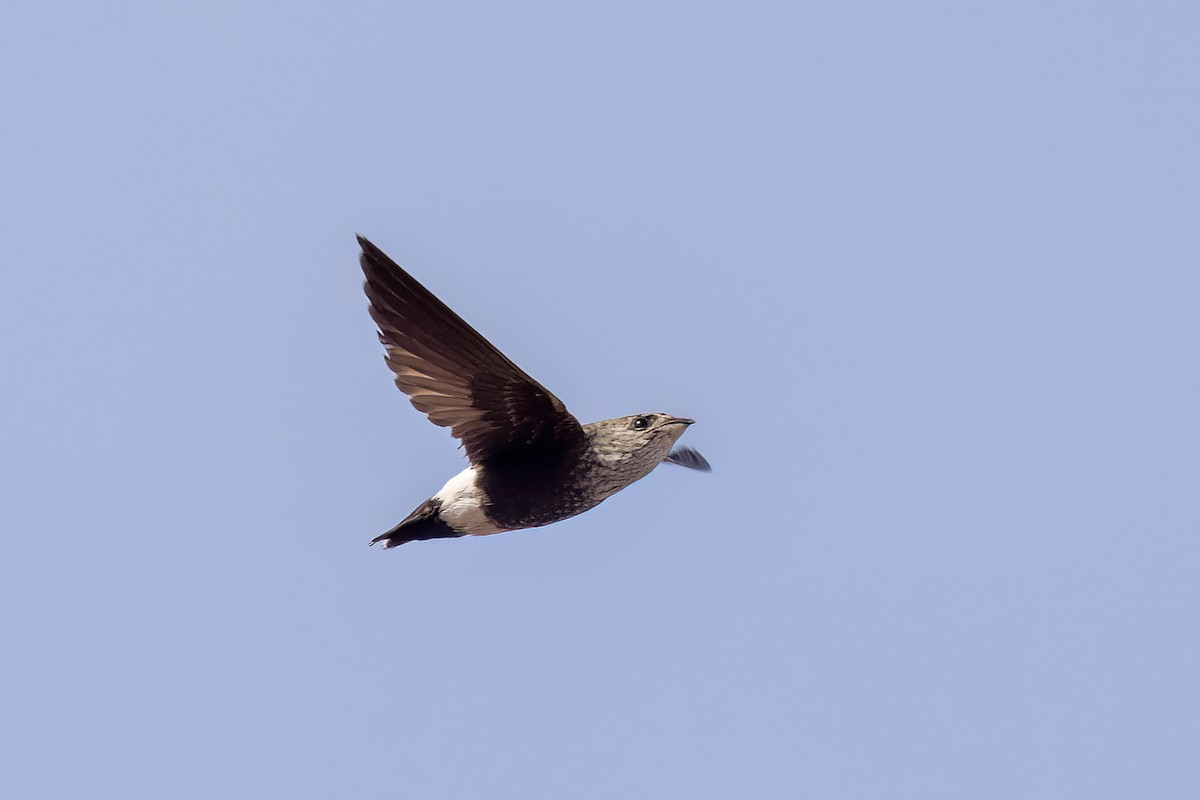 Martinet d'Ussher - ML652689617