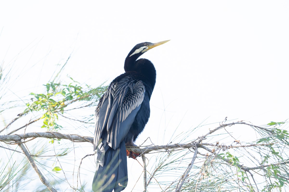 Australasian Darter - ML652689618