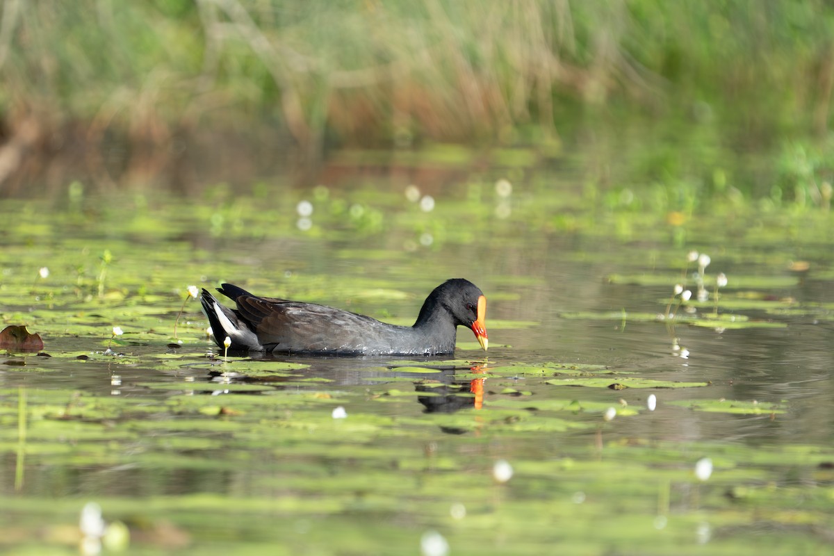 Dusky Moorhen - ML652689620