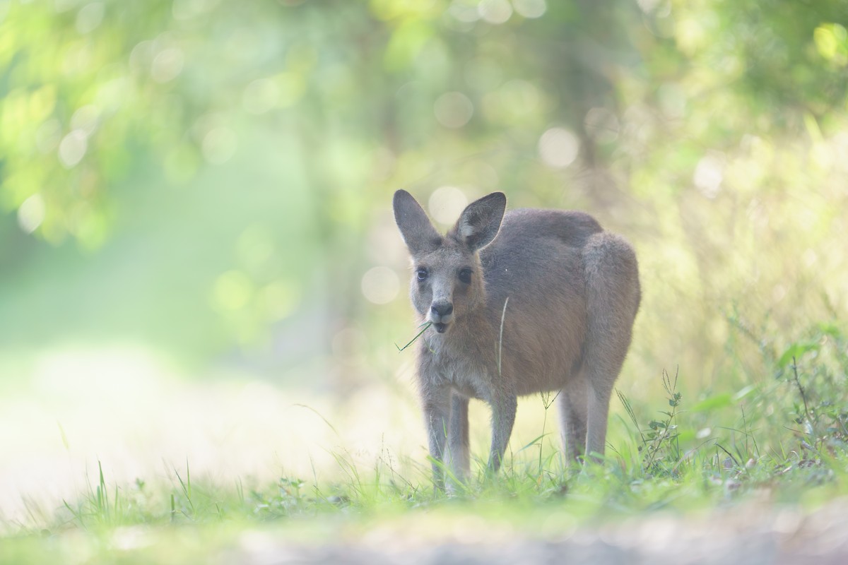 Kangaroos, Wallabies and Allies - ML652689651