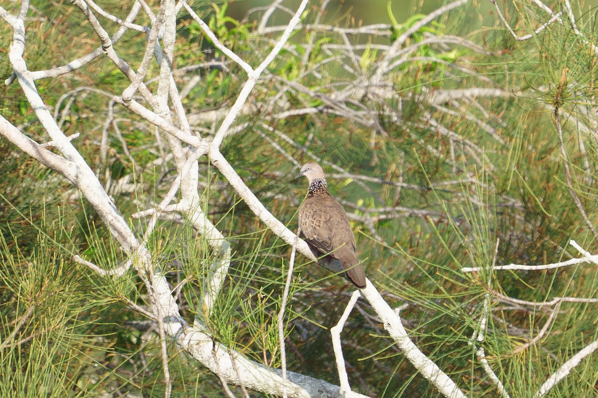 Spotted Dove - ML652689654
