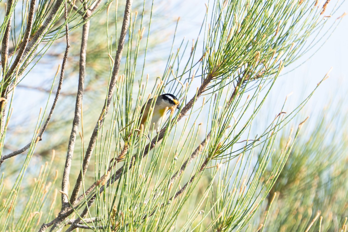 Striated Pardalote - ML652689670