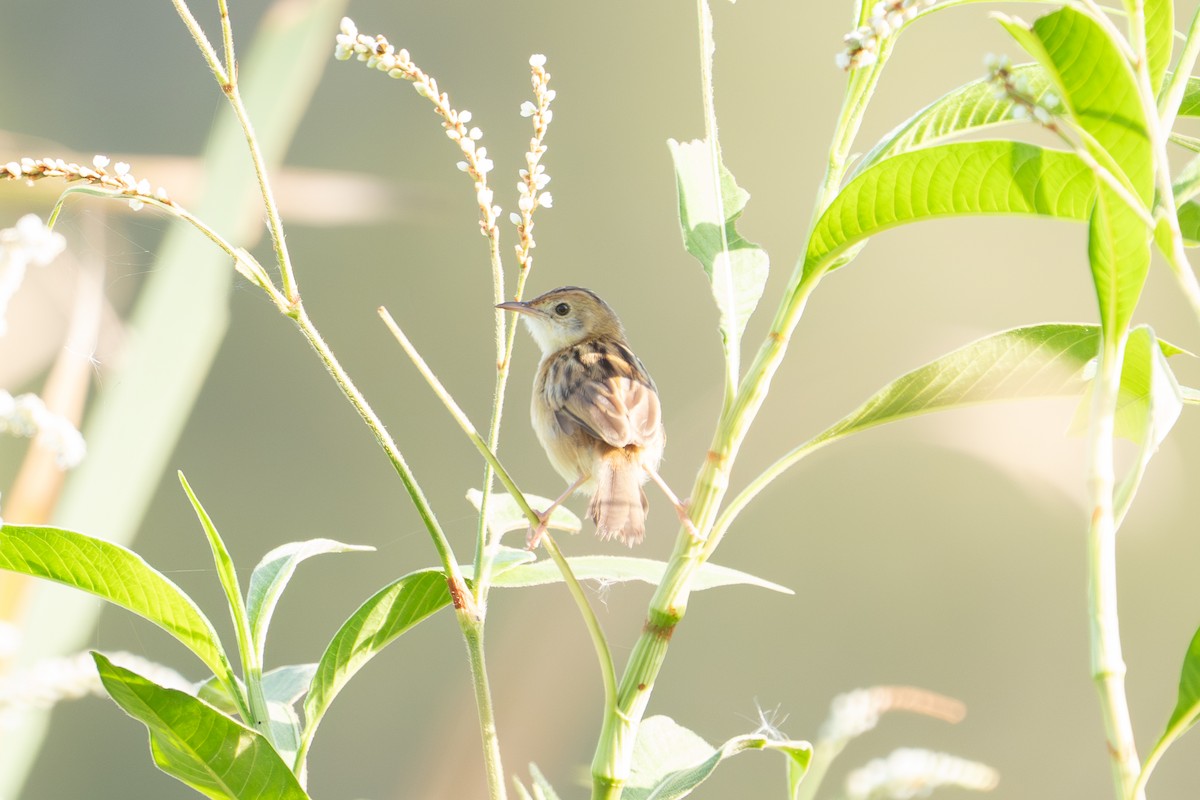 Golden-headed Cisticola - ML652689678