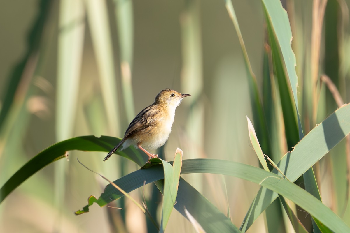 Golden-headed Cisticola - ML652689680
