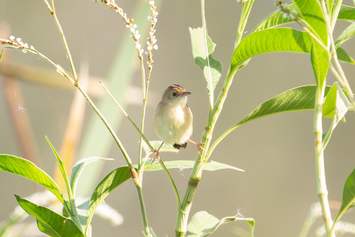 Golden-headed Cisticola - ML652689683