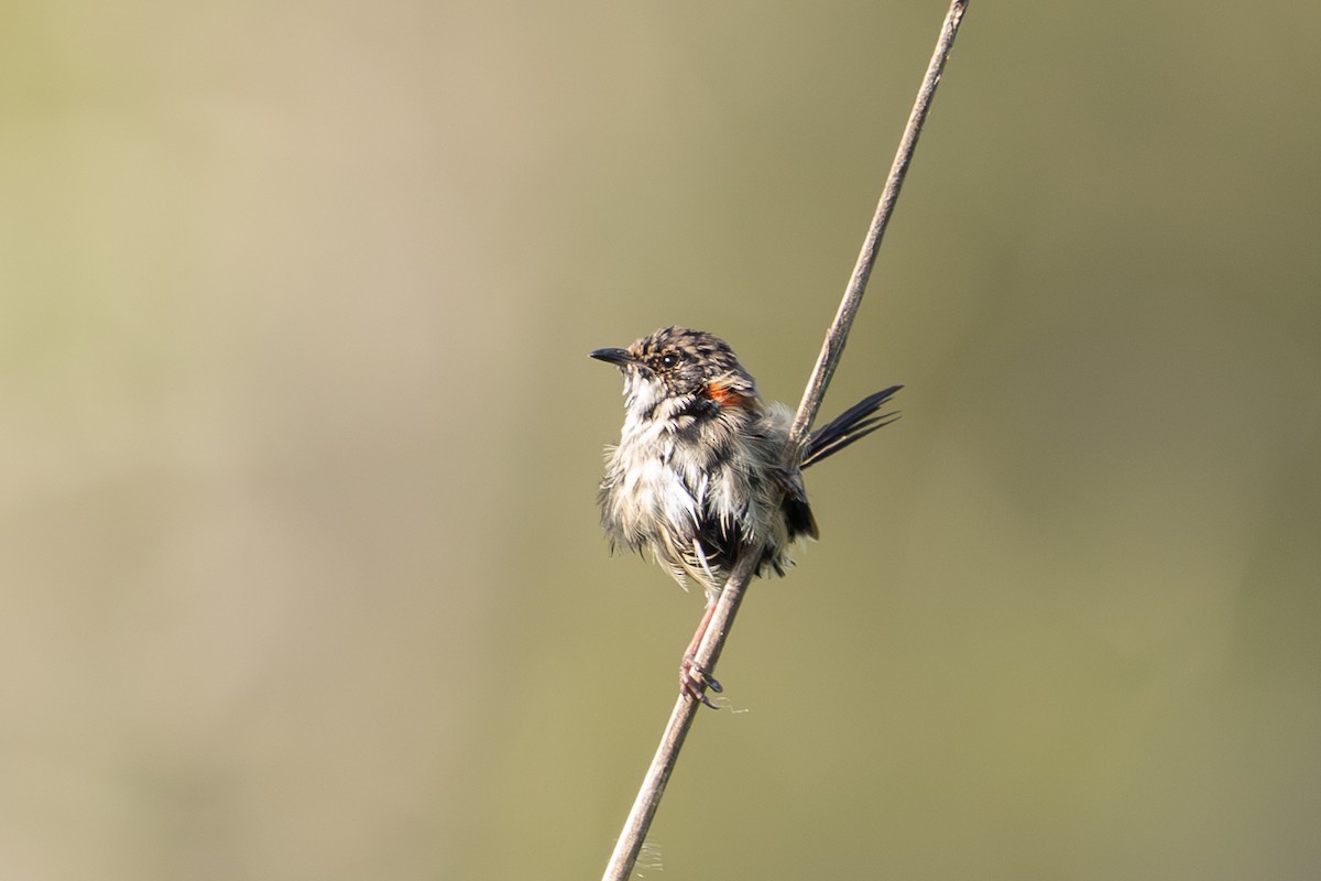 Red-backed Fairywren - ML652689685