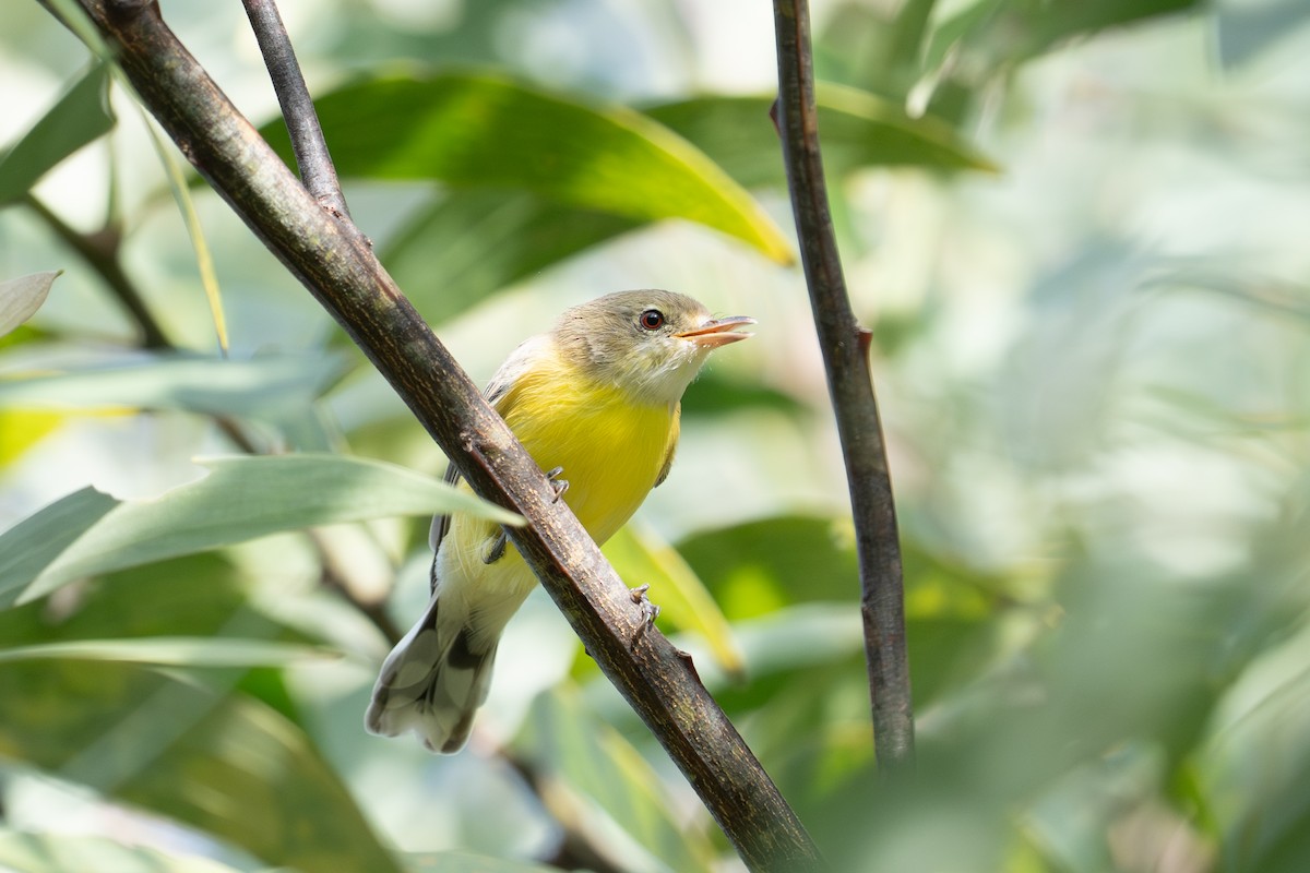 White-throated Gerygone - ML652689695