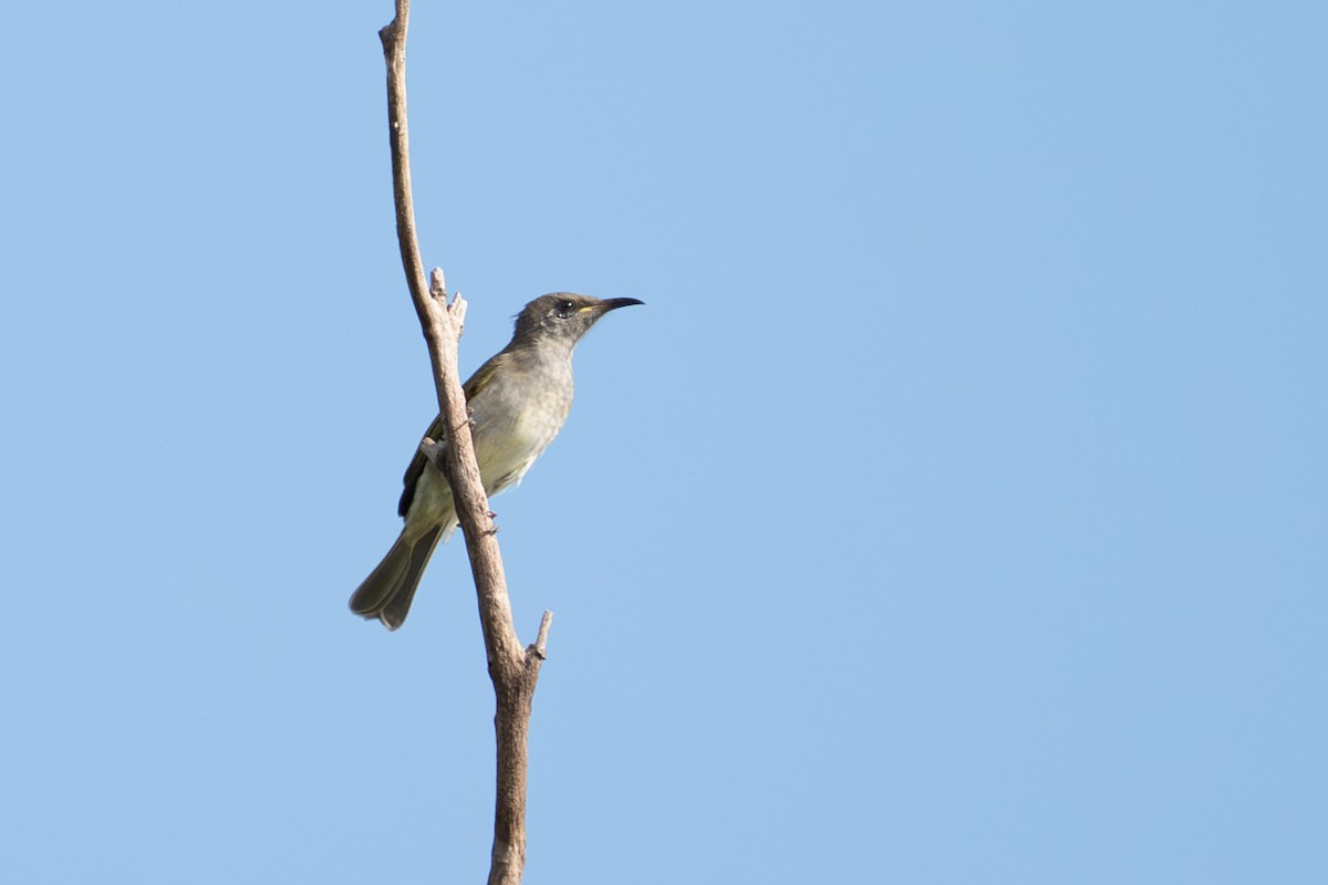 Brown Honeyeater - ML652689701