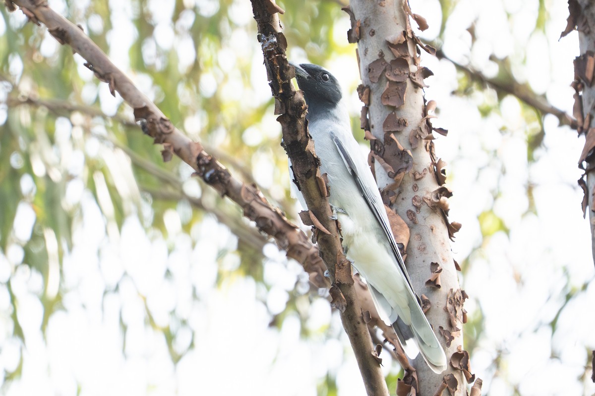 Black-faced Cuckooshrike - ML652689704