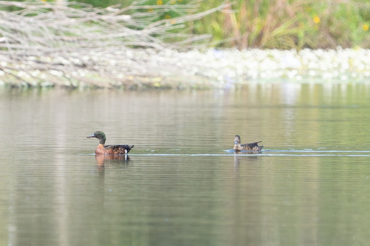 Gray Teal - ML652689706