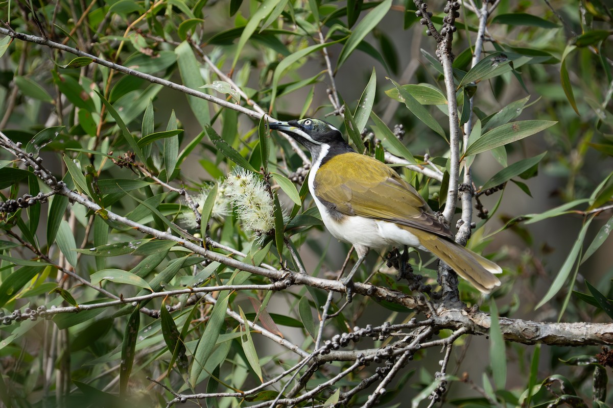 Blue-faced Honeyeater - ML652689715