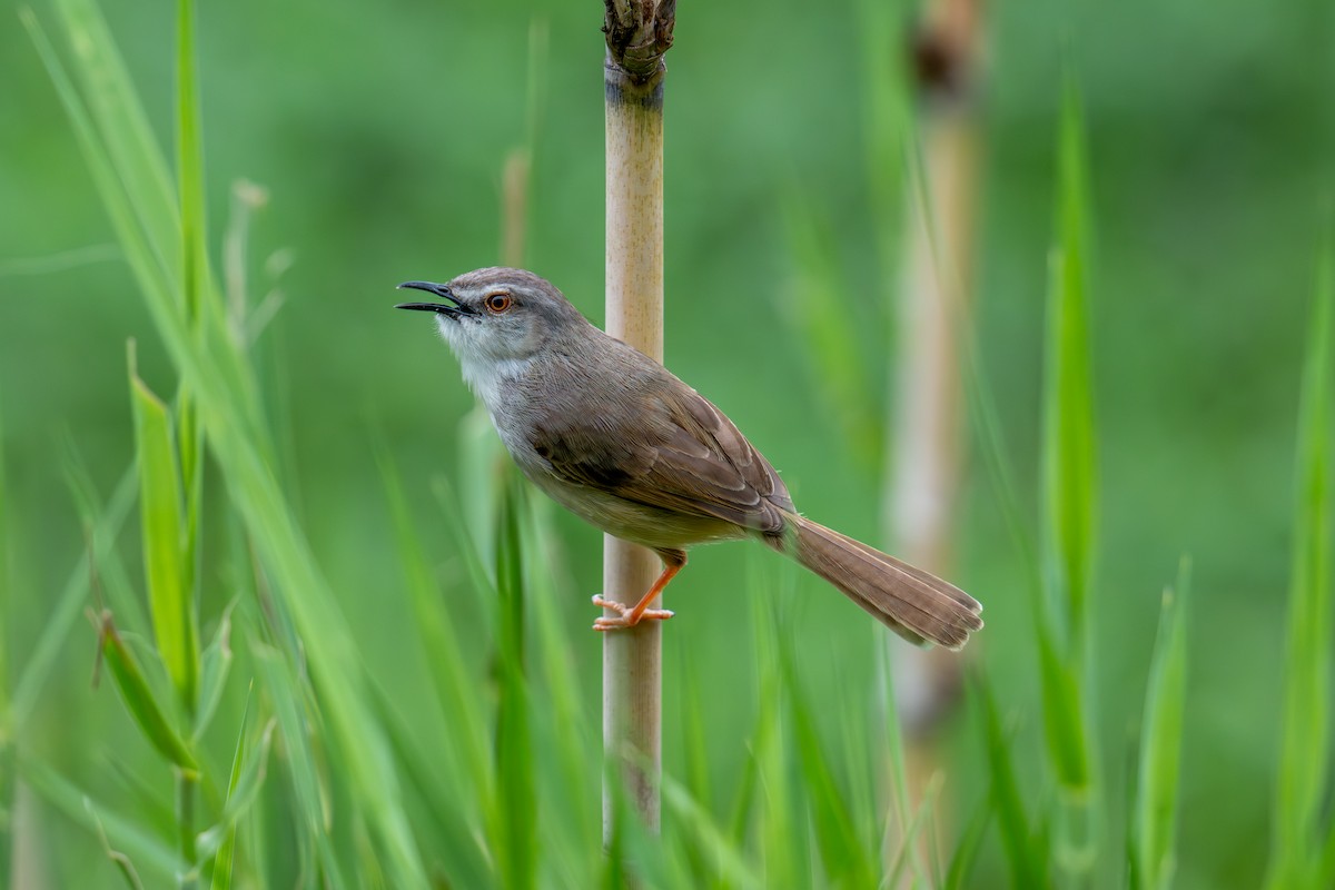 Tawny-flanked Prinia - ML652689736